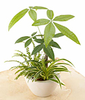 観葉植物の商品イメージ
