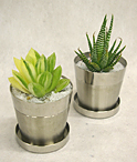 観葉植物の商品イメージ