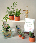 観葉植物の商品イメージ