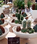 観葉植物の商品イメージ