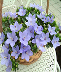 花鉢の商品イメージ
