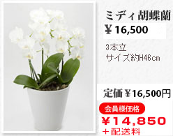 ミディ胡蝶蘭 3本立 サイズ約H46㎝ 