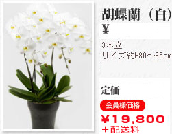 胡蝶蘭（白） 3本立 サイズ約H80～95㎝ 花：20～24輪程度