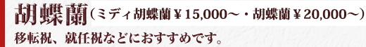 胡蝶蘭　移転祝、就任祝などにおすすめです。