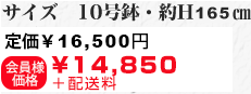 サイズ　10号鉢・約H170㎝