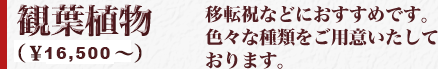 観葉植物　移転祝などにおすすめです。色々な種類をご用意いたしております。